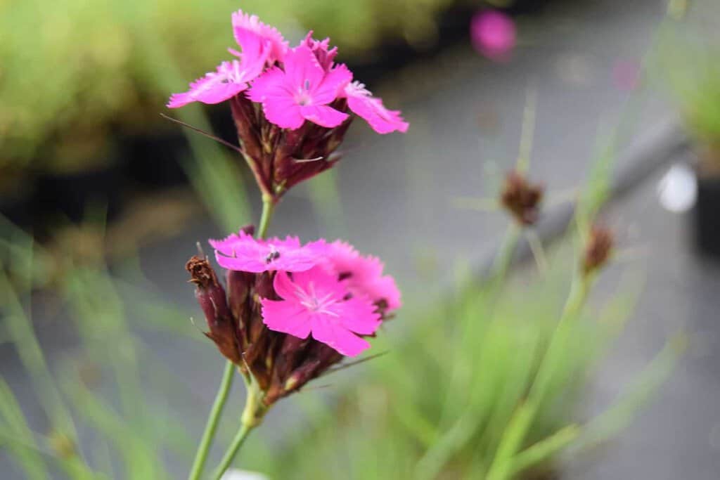 Dianthus carthusianorum ---
